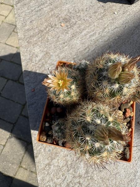 Escobaria missouriensis